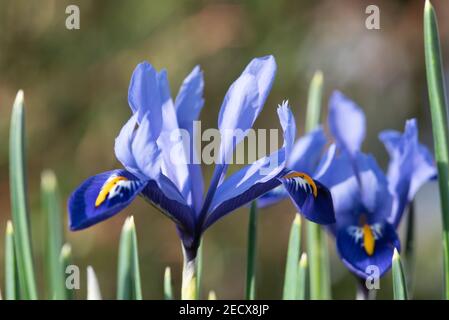 Iris Reticulata 'Harmony' Stockfoto