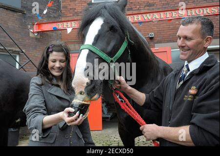 Dray Horse Drinking Pint of Thwaites Bier in der Thwaites Brewery, einer regionalen Brauerei, die 1807 von Daniel Thwaites in Blackburn, Lancashire, England gegründet wurde Stockfoto