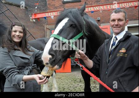 Dray Horse Drinking Pint of Thwaites Bier in der Thwaites Brewery, einer regionalen Brauerei, die 1807 von Daniel Thwaites in Blackburn, Lancashire, England gegründet wurde Stockfoto