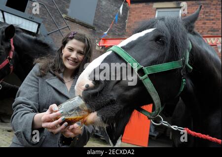 Dray Horse Drinking Pint of Thwaites Bier in der Thwaites Brewery, einer regionalen Brauerei, die 1807 von Daniel Thwaites in Blackburn, Lancashire, England gegründet wurde Stockfoto