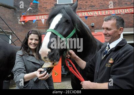 Dray Horse Drinking Pint of Thwaites Bier in der Thwaites Brewery, einer regionalen Brauerei, die 1807 von Daniel Thwaites in Blackburn, Lancashire, England gegründet wurde Stockfoto
