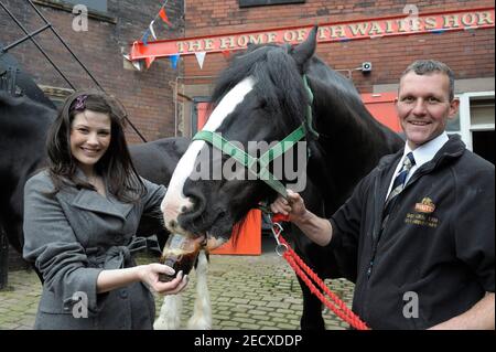 Dray Horse Drinking Pint of Thwaites Bier in der Thwaites Brewery, einer regionalen Brauerei, die 1807 von Daniel Thwaites in Blackburn, Lancashire, England gegründet wurde Stockfoto