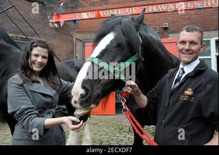 Dray Horse Drinking Pint of Thwaites Bier in der Thwaites Brewery, einer regionalen Brauerei, die 1807 von Daniel Thwaites in Blackburn, Lancashire, England gegründet wurde Stockfoto