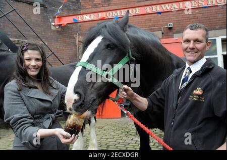 Dray Horse Drinking Pint of Thwaites Bier in der Thwaites Brewery, einer regionalen Brauerei, die 1807 von Daniel Thwaites in Blackburn, Lancashire, England gegründet wurde Stockfoto