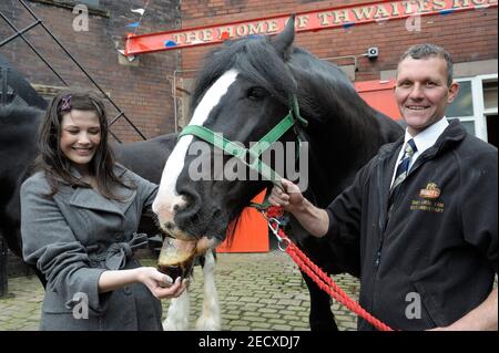 Dray Horse Drinking Pint of Thwaites Bier in der Thwaites Brewery, einer regionalen Brauerei, die 1807 von Daniel Thwaites in Blackburn, Lancashire, England gegründet wurde Stockfoto