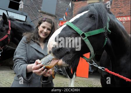 Dray Horse Drinking Pint of Thwaites Bier in der Thwaites Brewery, einer regionalen Brauerei, die 1807 von Daniel Thwaites in Blackburn, Lancashire, England gegründet wurde Stockfoto