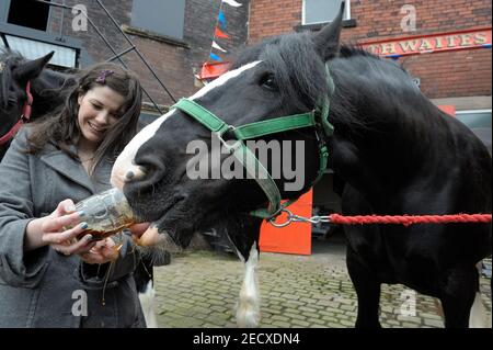 Dray Horse Drinking Pint of Thwaites Bier in der Thwaites Brewery, einer regionalen Brauerei, die 1807 von Daniel Thwaites in Blackburn, Lancashire, England gegründet wurde Stockfoto