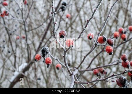 Die roten Hüften des Hundes roséstrauch im Winter bedeckt Mit Frost Stockfoto
