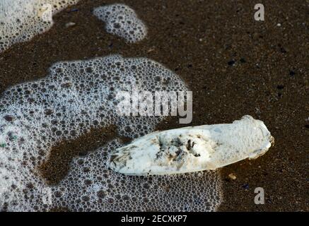Der Cuttlebone ist eigentlich die innere Schale eines gemeinen Cuttlefish, einer Art von Cephalopod-Weichtier, die sandige Sublitoralzonen begünstigt. Stockfoto