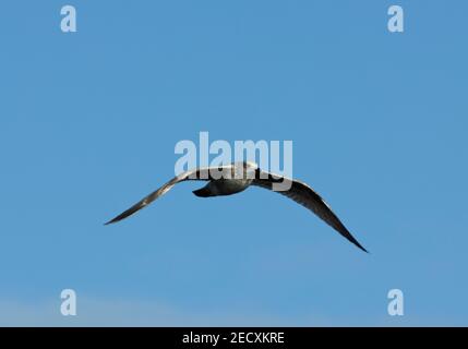 Größte der gemeinen Möwen um die britischen Küsten in der Herringmöwe. Hier fliegt ein Jugendlicher entlang der Gezeitenlinie immer auf der Suche nach Nahrung Stockfoto