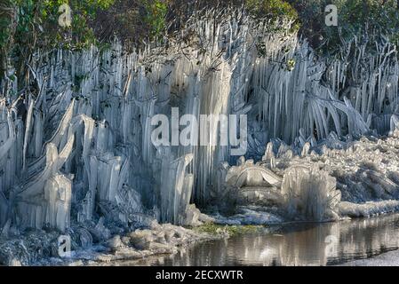 Eine Hecke am Straßenrand, die vollständig mit Eis bedeckt ist, von dem durch vorbeifahrenden Verkehr aufgesprüht wird. Pett Level Road, in der Nähe von Hastings, East Sussex, England, Großbritannien Stockfoto