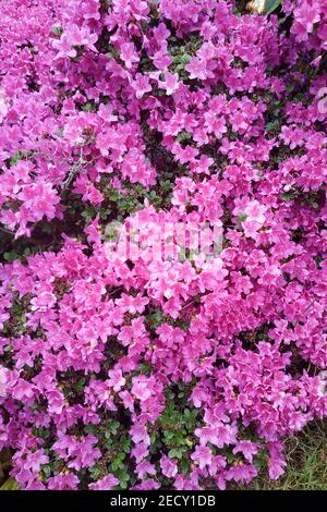 Azaleen waren in voller Blüte überall, Nahaufnahme von üppigen Azaleen blooms,2021 Stockfoto
