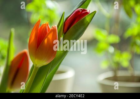 Eine orange und rote Tulpenblume Nahaufnahme, sonniger Tag Stockfoto