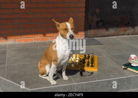 Basenji Rüde sitzend auf und Schwelle, entspannend, während man über den nächsten Zug im Familienschachspiel in COVID-19 Quarantänezeit nachdenkt Stockfoto