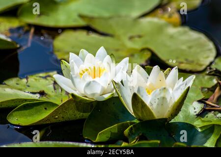 Weiße Seerosenblüten und grüne Blätter auf dem Wasser, aus nächster Nähe Stockfoto
