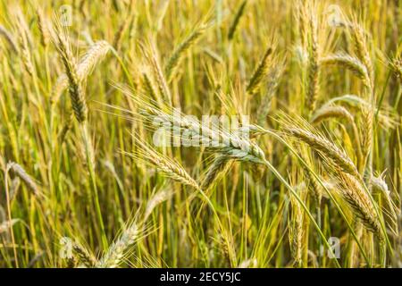 Ähren des Frühlings triticale, schöne Kornreife, Frühling Ansicht Stockfoto