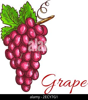 Traubenfrucht-Bündel mit grünen Blatt Skizze. Weinrebe mit süßen und saftigen rosa Beeren der Traube. Saft und Wein Verpackung, Weinberg Symbol Design Stock Vektor