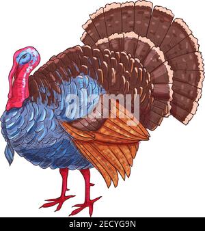 Thanksgiving türkei Farbe Skizze Vektor isoliert türkei Vogel Symbol für Danksagung Feiertag Feier Dekoration Design, Grußkarte, Einladung Stock Vektor
