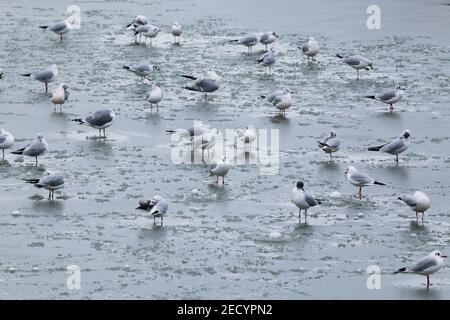 Schwarzkopfmöwen, Chroicocephalus ridibundus, auf einem gefrorenen Teich, der mit Eis und Schnee bedeckt ist Stockfoto