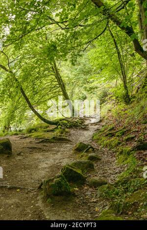 Waldweg am Ufer des Flusses Wharfe auf dem Anwesen der Abtei Bolton. Stockfoto