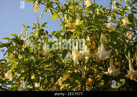 Weiße Blüte einer Brugmansia oder Engel Trompete wild wachsend In Marokko Stockfoto