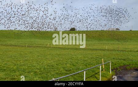 Schar der Gemeinen Stare Sturnus vulgaris auf Migration Stockfoto