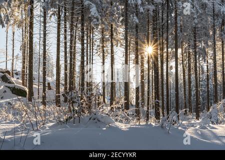 Winterwald im Harz in Niedersachsen, Deutschland. Winterwunderland mit einem verschneiten Wald und die Sonne scheint durch die Bäume. Stockfoto