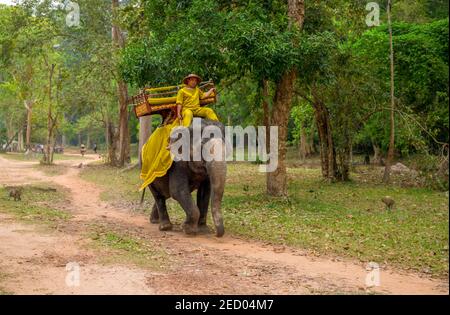 Siem Reap, Kambodscha - 28. März 2018: Mann in traditioneller kambodschanischer Kleidung reitet auf einem Elefanten im Wald. Touristenattraktion in Angkor. Elefantenritt Stockfoto