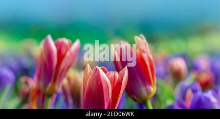 Blütenblätter von rosa Tulpen im selektiven Fokus, Nahaufnahme. Frühlingsblumen im Freien in einem botanischen Park mit einem Kopierplatz. Stockfoto