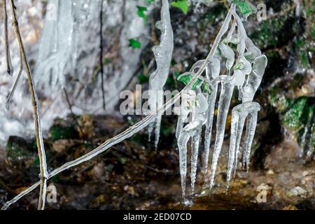 Eisstalaktiten, die an einer Pflanze hängen. Stockfoto