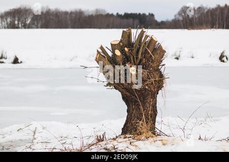 weidenbaum, getrimmter Baum im Winter, im Schnee, am Ufer des gefrorenen Wassers Stockfoto