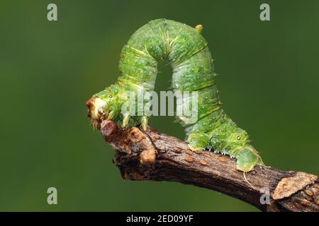 Schwemmkäfer-Raupe (Opisthograptis luteolata) bei der Ruhe auf dem Ast des Baumes. Tipperary, Irland Stockfoto