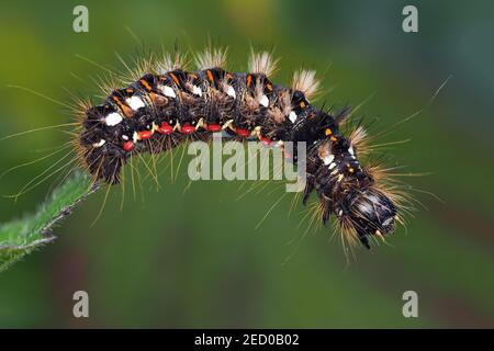 Knoten Grasmotte Raupe (Acronicta rumicis) hängen von der Kante der Brennnessel. Tipperary, Irland Stockfoto