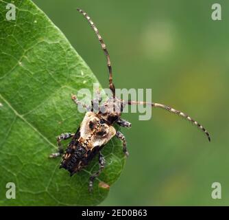 Kleiner Thorn-getippter Longhorn-Käfer (Pogonochreus hispidus) auf Eichenblatt. Tipperary, Irland Stockfoto