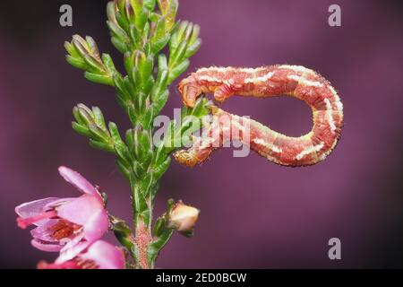 Schmalflügelige Moorschnecke (Eupithecia nanata) auf Heidekraut. Tipperary, Irland Stockfoto