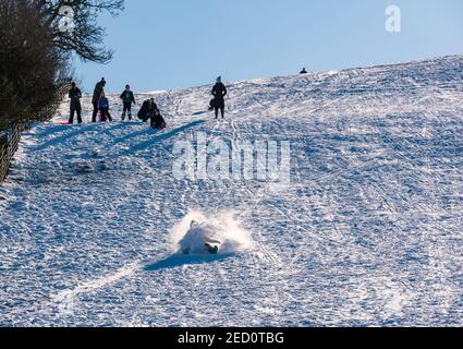 Ein Junge fällt vom Schlitten während Rodeln in Wintersonne und Schnee, East Lothian, Schottland, Großbritannien Stockfoto