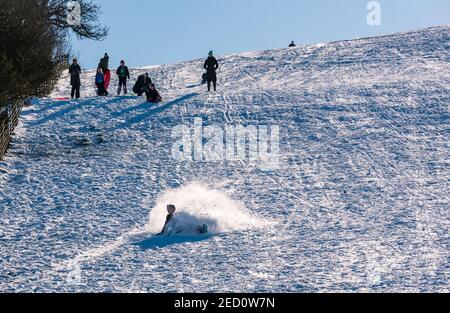 Ein Junge fällt vom Schlitten während Rodeln in Wintersonne und Schnee, East Lothian, Schottland, Großbritannien Stockfoto