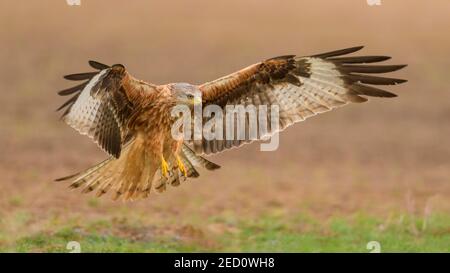 Roter Drachen (Milvus milvus), im Flug Landung auf einer Wiese, Extremadura, Spanien Stockfoto