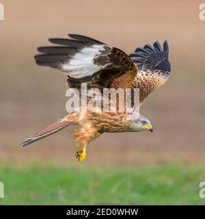 Roter Drachen (Milvus milvus), im Flug, Start, Extremadura, Spanien Stockfoto