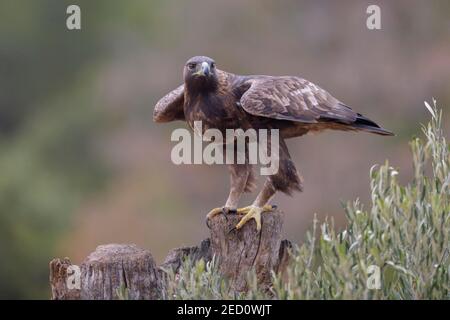 Goldener Adler (Aquila chrysaetos), kurz vor dem Abheben von einem Olivenbaumstumpf, Extremadura, Spanien Stockfoto