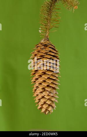 Norwegen Fichte (Picea abies), reifer Kegel, Wilden, Nordrhein-Westfalen, Deutschland Stockfoto