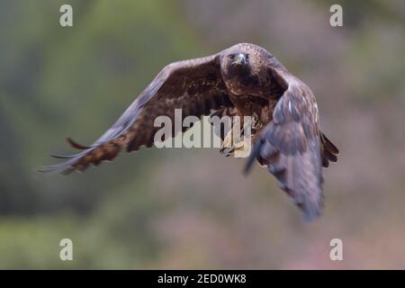 Goldener Adler (Aquila chrysaetos), im Flug, Extremadura, Spanien Stockfoto