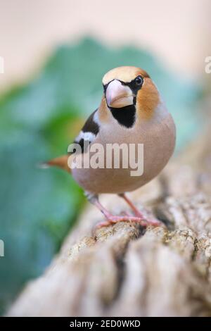 Hawfinch (Coccothraustes coccothraustes), männlich in unifarbener Kleidung, Extremadura, Spanien Stockfoto