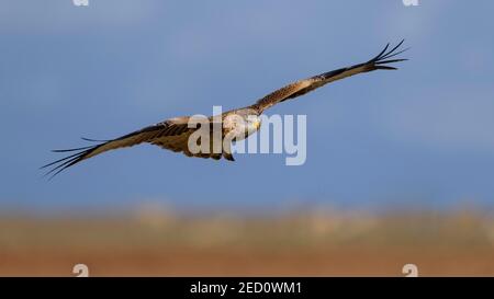 Roter Drachen (Milvus milvus), fliegt über ein Feld gegen einen blauen Himmel, Extremadura, Spanien Stockfoto