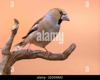 Hagefinch (Coccothraustes coccothraustes), weiblich auf Reben in schlichtem Kleid, Extremadura, Spanien Stockfoto