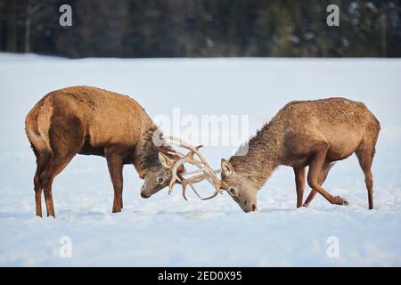 Rothirsche (Cervus elaphus) Hirsche kämpfen auf einer verschneiten Wiese, Bayern, Deutschland Stockfoto