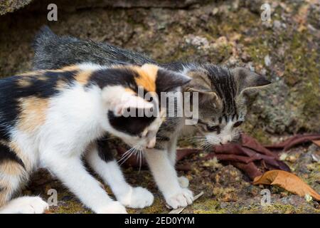 Zwei Kätzchen schauen auf Stock am Boden. Heimatlose Kätzchen spielen mit Insekten. Verspielte Katzenbabys. Streunende Katzennachzucht. Obdachlose Katze wachsende Bevölkerung. Urba Stockfoto