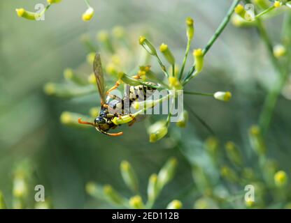 Europäische Papierwespe (Polistes dominula) nimmt Nektar auf Fenchelblüten auf (Foeniculum vulgare), Schweiz Stockfoto