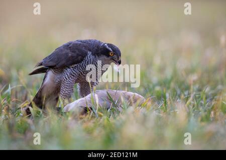 Nördlicher Habicht (Accipiter gentilis) kräht ägyptische Gans (Alopochen aegyptiaca), Bitburg, Rheinland-Pfalz, Steinborn Stockfoto