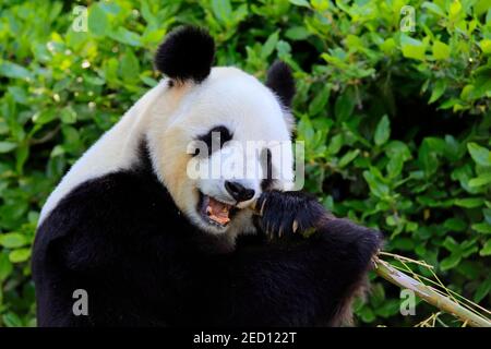 Giant Panda (Ailuropoda melanoleuca), Fütterung für Erwachsene Porträt, Captive, Adelaide, Südaustralien, Australien Stockfoto